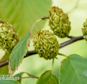A closeup of the female catkins of a yellow birch tree. 