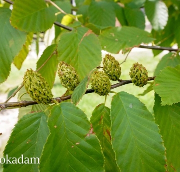 The female catkins and foliage of a yellow birch tree.