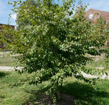 A yellow birch located between Moot Hall and Ketchum Hall.
