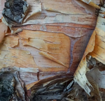 A closeup of river birch bark, showing its many colorful layers.
