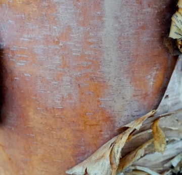 A closeup of river birch bark in shades of gray and copper.