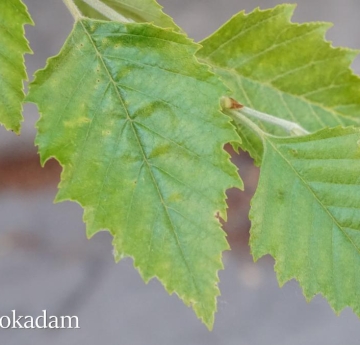The foliage of a river birch.