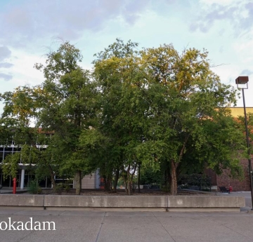 A stand of river birch located in the Perry Quad between Bulger Communication Center and the EH Butler Library.