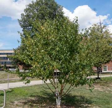 A paper birch located between Moot Hall and Ketchum Hall.