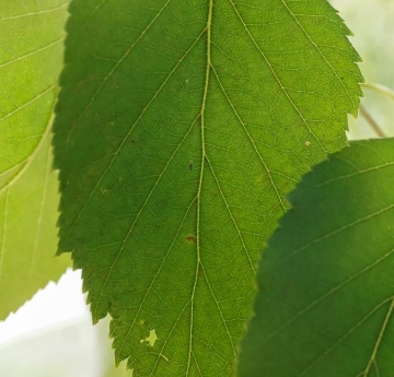 A closeup of a paper birch leaf.