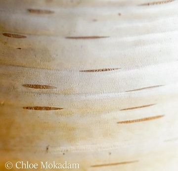 A closeup of paper birch bark