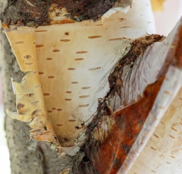 The peeling bark of a paper birch displaying its thin, colorful layers. The older, outer layers are dark and range from grey to brown to reddish, while the inner bark is a smooth, creamy white.