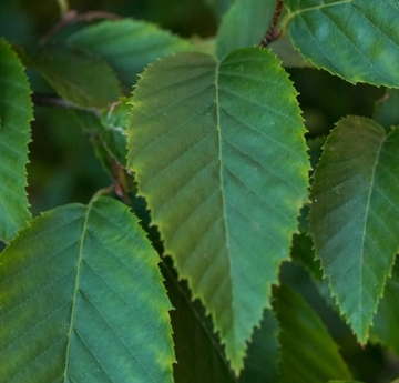 An image of American hornbeam foliage.