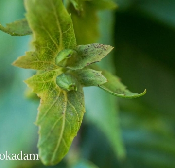 The developing nuts of an American hornbeam.
