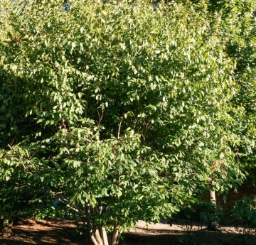 An American hornbeam located next to the EH Butler Library.