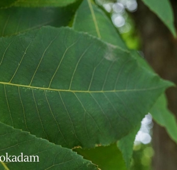 The leaves of a shagbark hickory.
