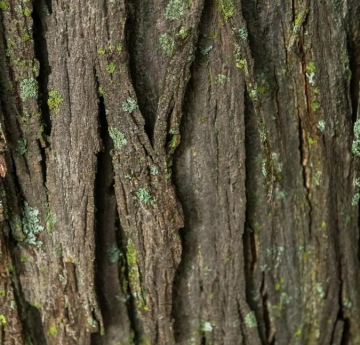 The characteristically shaggy bark of a shagbark hickory.