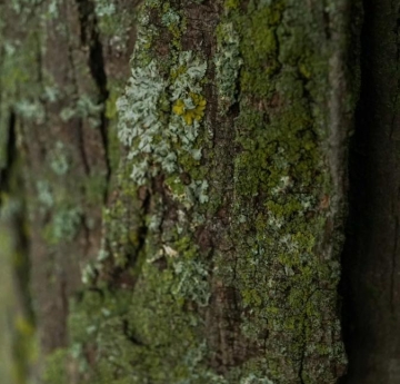 Shagbark hickory bark covered in lichens.
