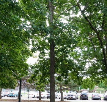 The shagbark hickory outside of Ketchum Hall is a favorite gathering spot for the campus' squirrel population.