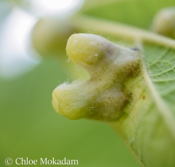 Psyllid galls on a hackberry leaf.