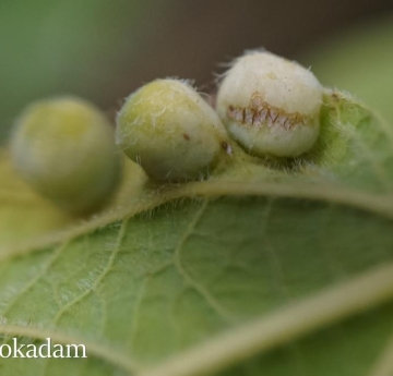 Large, fuzzy galls on a hackberry leaf caused by a psyllid - an aphid-like insect.