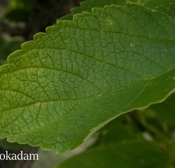 A hackberry leaf.