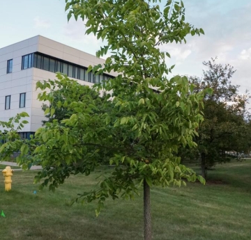 A hackberry near the Tech Building.
