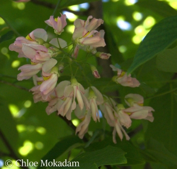 A spike of Kentucky yellowwood flowers displaying shades of white, pink, yellow, and red.