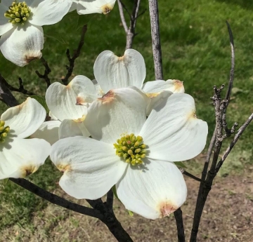 The large, white flowers of a flowering dogwood.