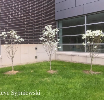 A trio of flowering dogwoods in bloom, bearing large, white flowers. These dogwoods are located outside of Birchfield-Penny Art Center 
