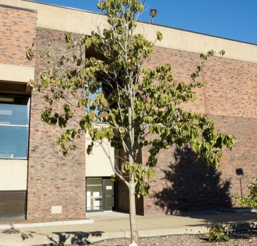 A flowering dogwood located in the Plaza.
