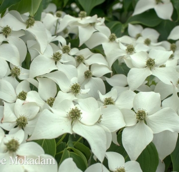 A sea of white kousa dogwood flowers surrounded by deep green foliage.