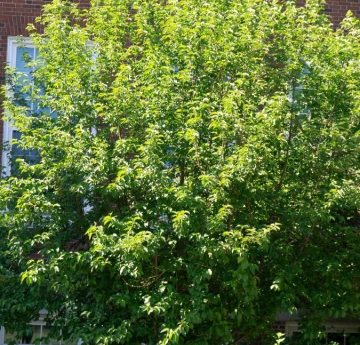 A cornelian cherry located outside of Ketchum Hall.