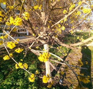 Bright yellow cornelian cherry flowers.