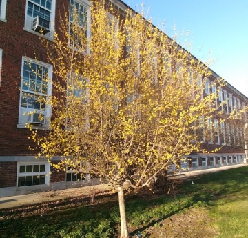 A cornelian cherry in full bloom displaying its abundant, yellow flowers.