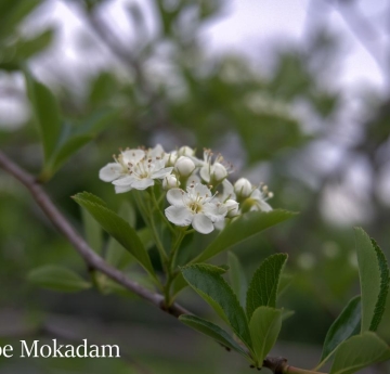 A closeup of delicate, white cockspur hawthorn flowers.