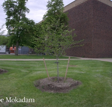 A cockspur hawthorn located behind the EH Butler Library.