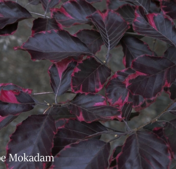 The vibrant burgundy and magenta foliage of a 'Roseo-Marginata' or tricolor beech - a cultivar of European beech bred specifically for its unique coloration.