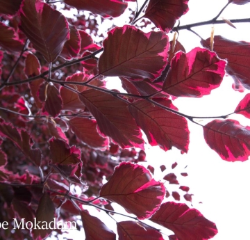 The vibrant burgundy and magenta foliage of a 'Roseo-Marginata' beech.