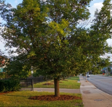 A green ash located outside of the Student Apartment Complex along Grant Street.