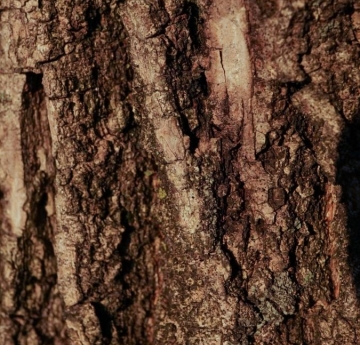 The crags of a green ash's bark form a web of vertical stripes.