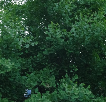 Tiers of common ginkgo leaves create a stunning pattern of green hues.