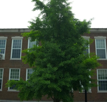 A mature common ginkgo stands tall between the EH Butler Library and Bacon Hall.