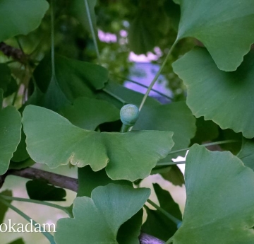 A closeup of common ginkgo leaves and a developing ginkgo seed. The seed will develop into an edible nut surrounded by a thick, fleshy coating that is often described as smelling like gym socks or vomit.