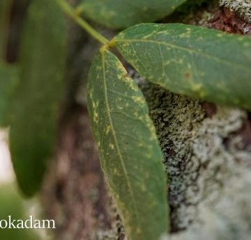 A closeup of honeylocust leaves.