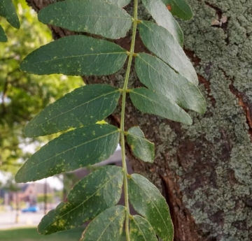 Honeylocust leaves.