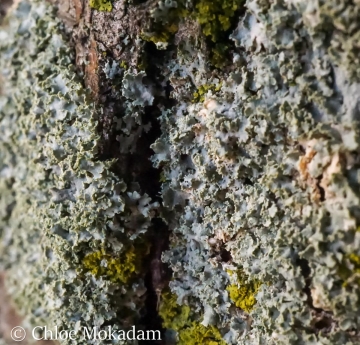 A closeup of lichens growing on honeylocust bark.