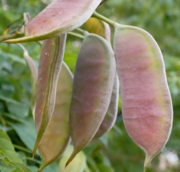 Water beads on the velvety, blushed skin of a Kentucky coffeetree seed pod.