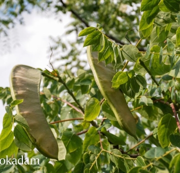 Kentucky coffeetree seedpods and foliage.