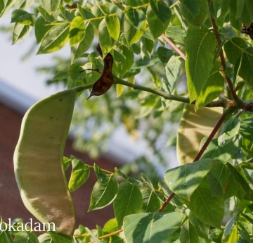 A developing Kentucky coffeetree seed pod displaying a gradient of yellow-green and reddish-brown shades.