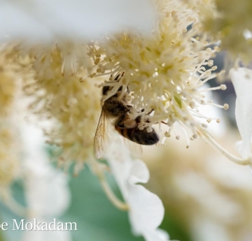 A honeybee drinks from a hydrangea flower.