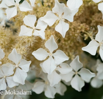 An abundance of white hydrangea flowers.