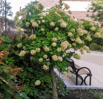 A panicled hydrangea outside of Cleveland Hall.