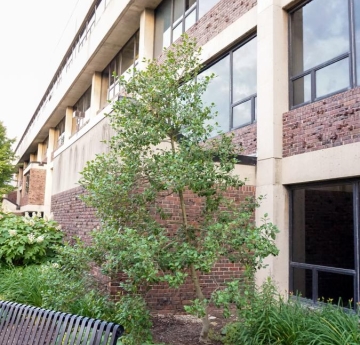 An American holly outside of Cleveland Hall.