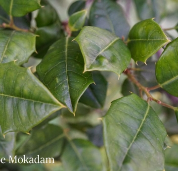 A closeup of an American holly's glossy, pointy leaves.